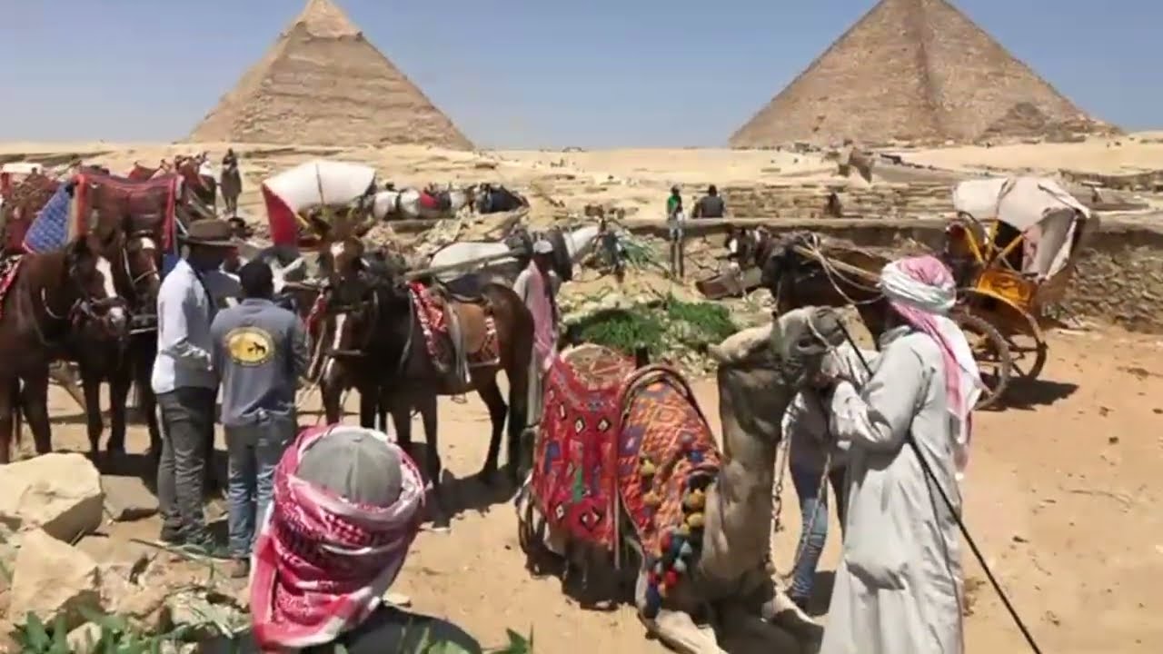 Egypt Equine Aid at the Pyramids