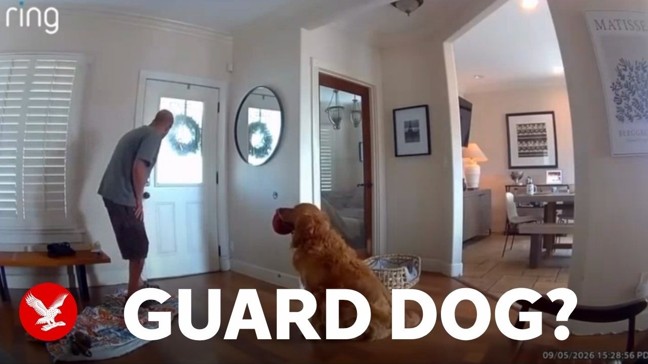 Golden retriever pesters home intruder to play during break in