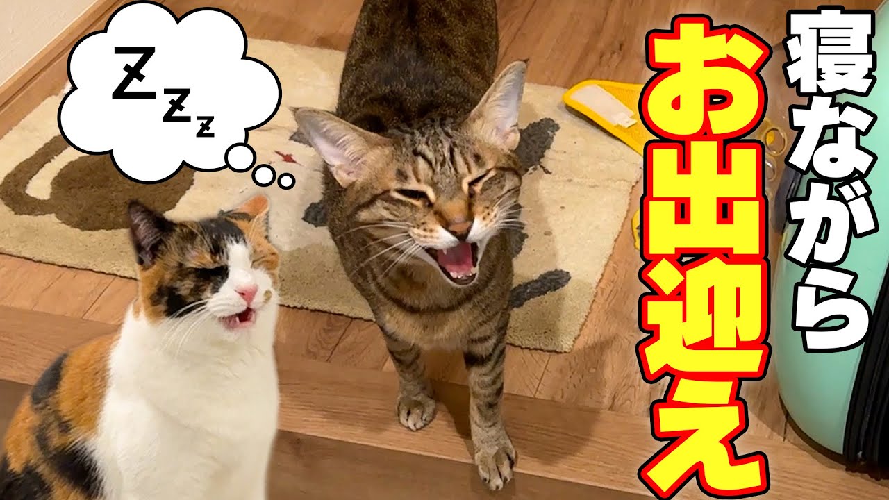 旅行から帰ってきた飼い主を寝ながらも出迎えてくれる猫が可愛すぎました…