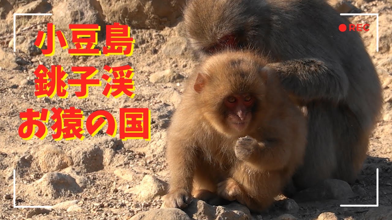 [#13] 小豆島 銚子渓 自然動物園 お猿の国 2024年 年末