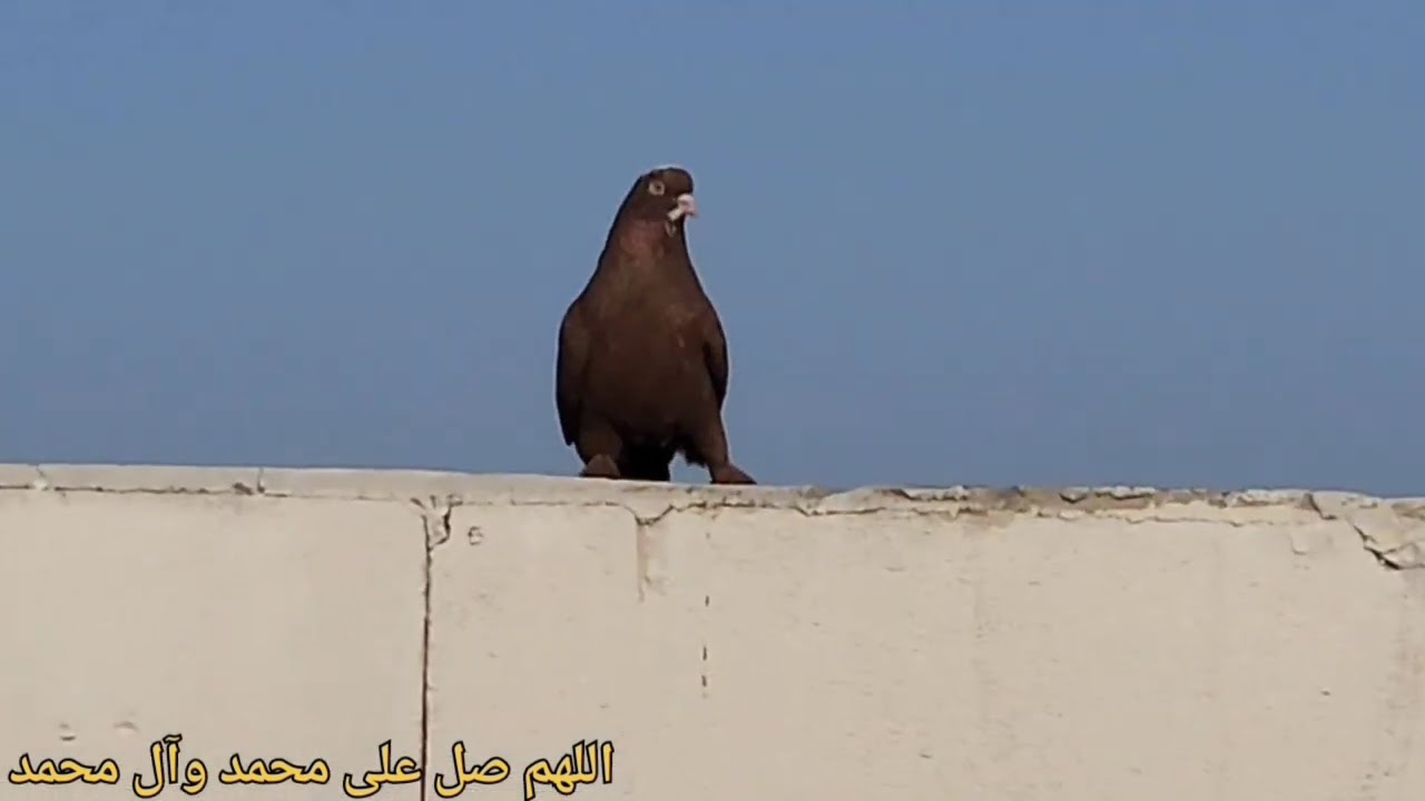 صيد 💪 وفلوك🫶وكل شي وكلاشي 