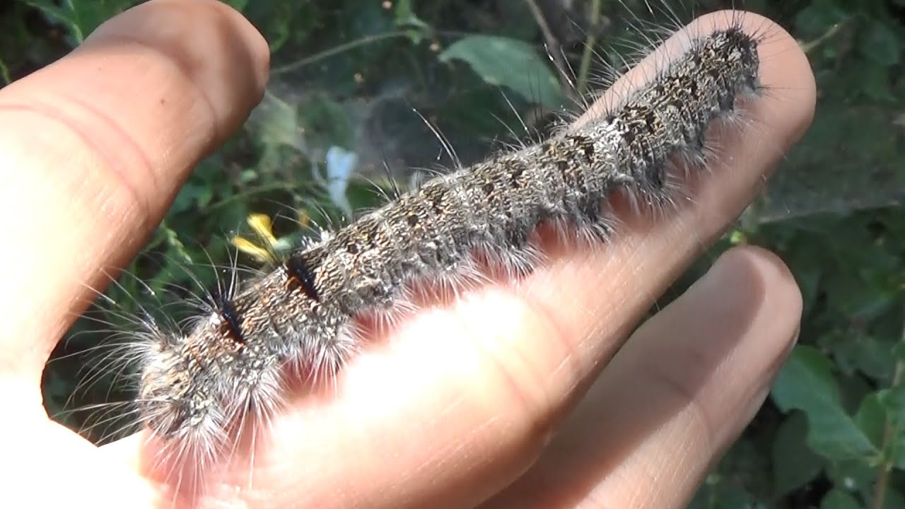 毒毛だらけの毛虫を手に乗せるとこうなります