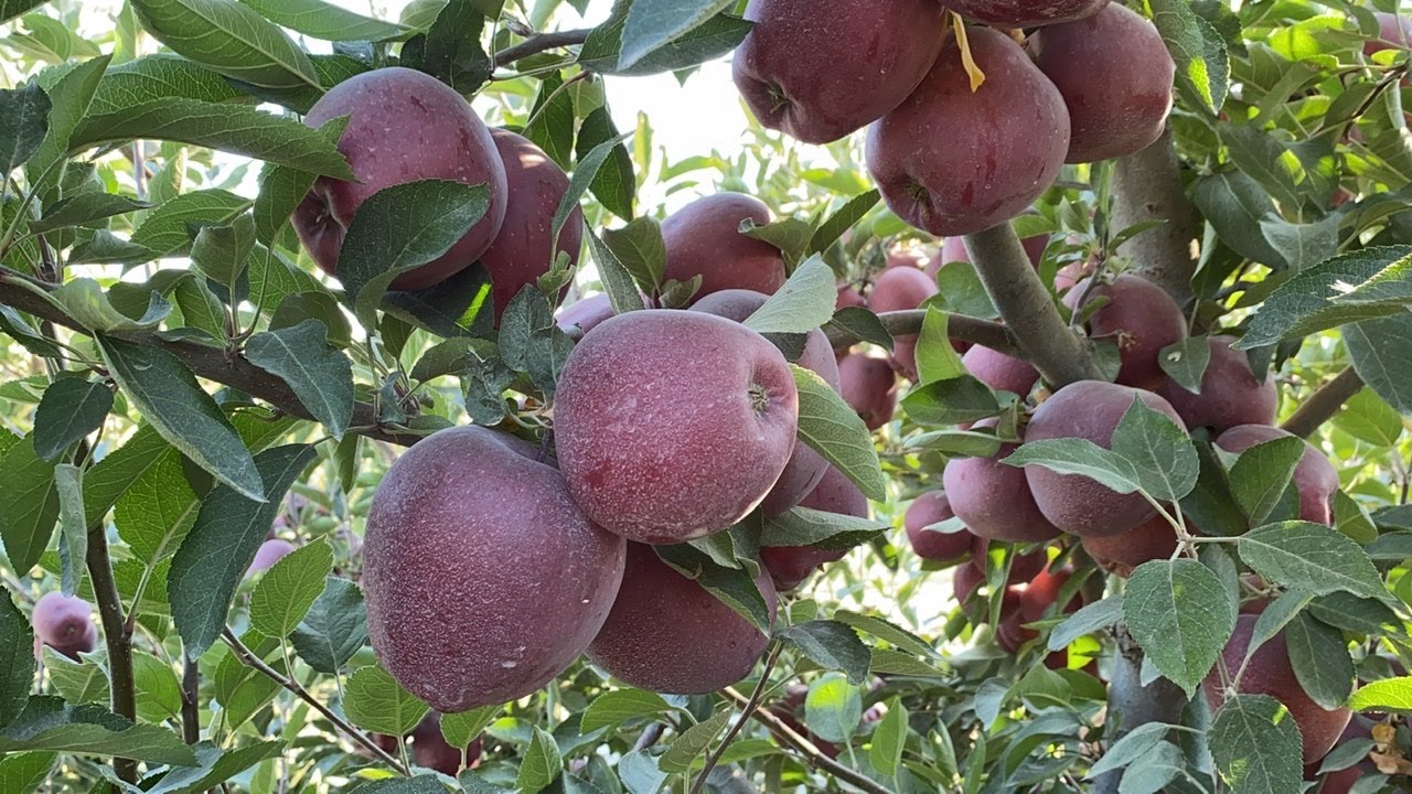 Jeromine M106 rootstock harvest! Elma hasadı başladı 14.09.2021 Yahyalı/Kayseri