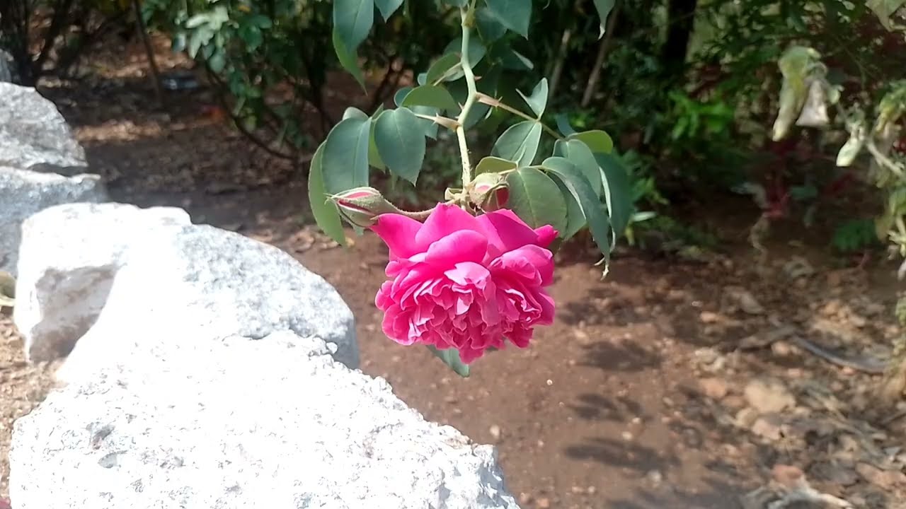ரோகினி கர்ப்பம் சாமுண்டிஸ்வரிக்கு  தெரியவந்த உண்மை 20 பிப் 