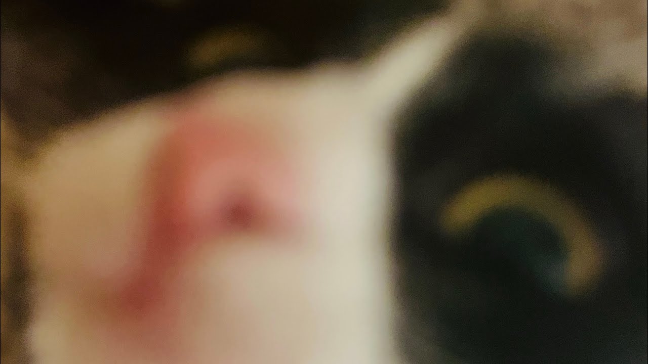 My cat Luna!