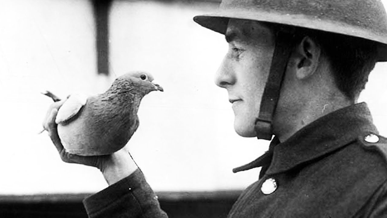 Le pigeon qui a sauvé la vie à 194 soldats pendant la guerre - HDG #9