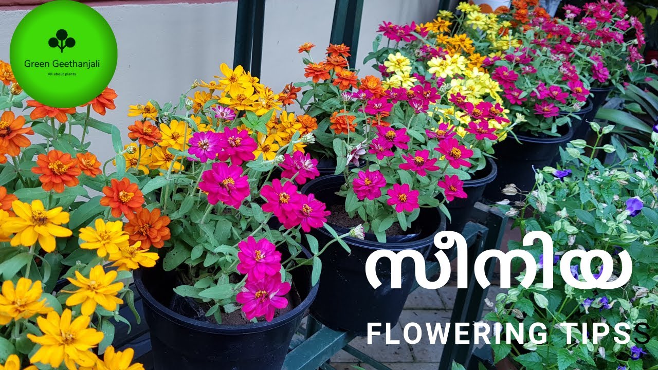 സീനിയ Flowering tips, Zinnia care and propagation Malayalam, How to grow Zinnia