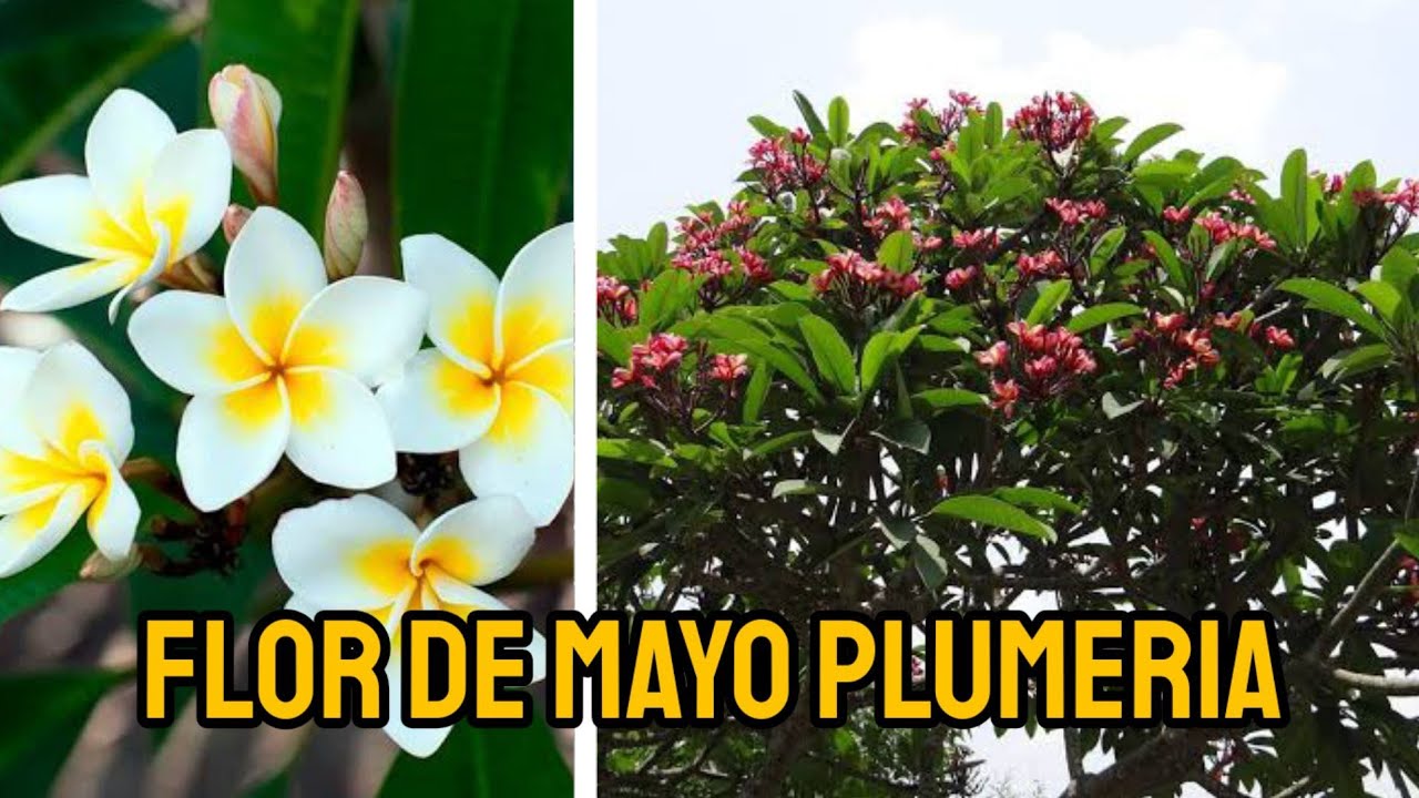 cómo sembrar esquejes de flor de mayo ( plumeria ) jardinería y más