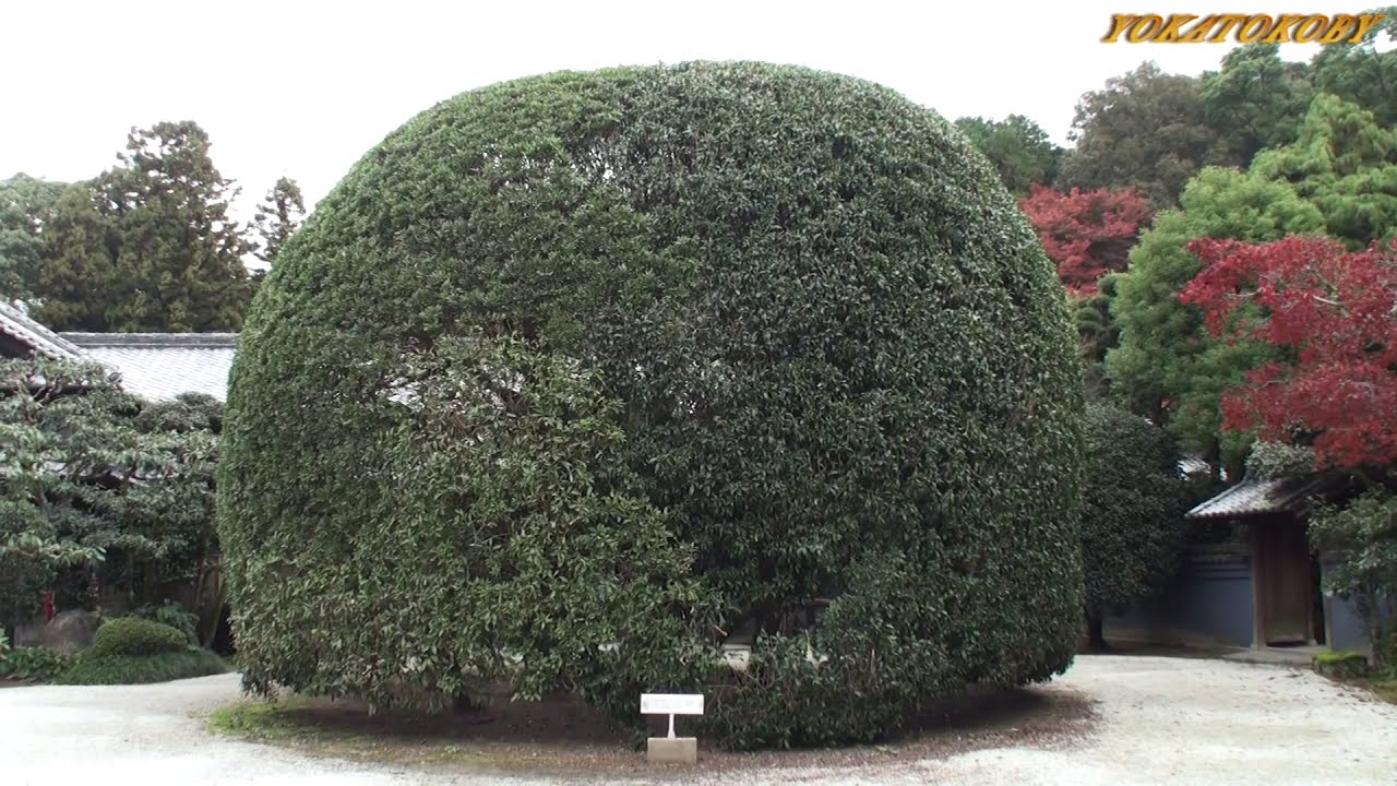 麻生家別邸 麻生大浦荘の紅葉（特別公開）