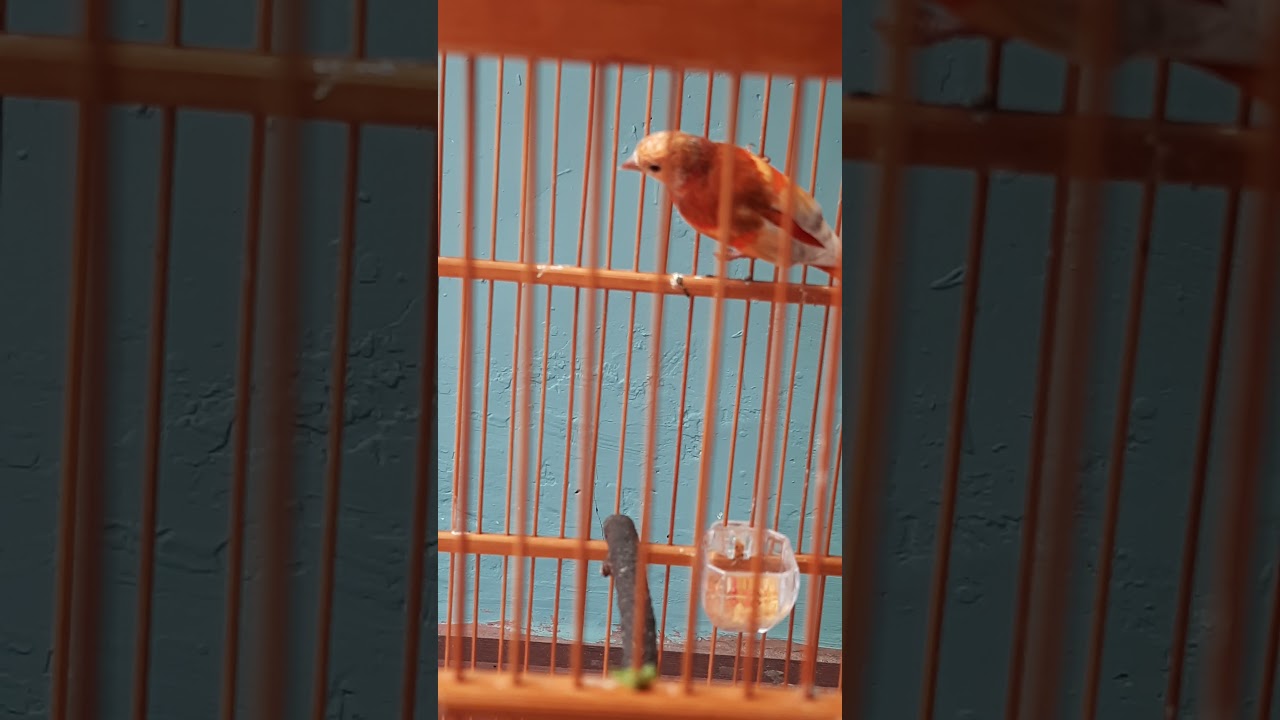 BURUNG SISKIN PASTEL DOUBLE DILUTE BELAJAR GACOR