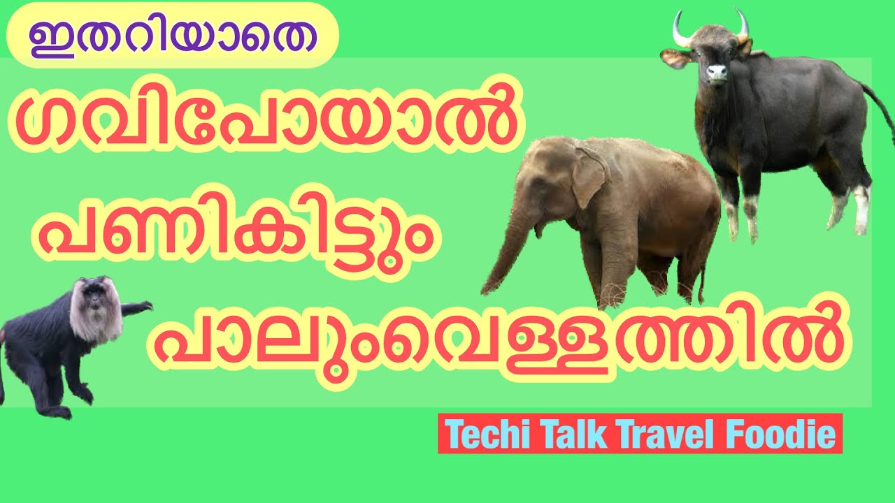 Latest gavi updates 10/2022 | gavi trip | Gavi ksrtc forest trip | Kerala forest safari | ഗവി യാത്ര