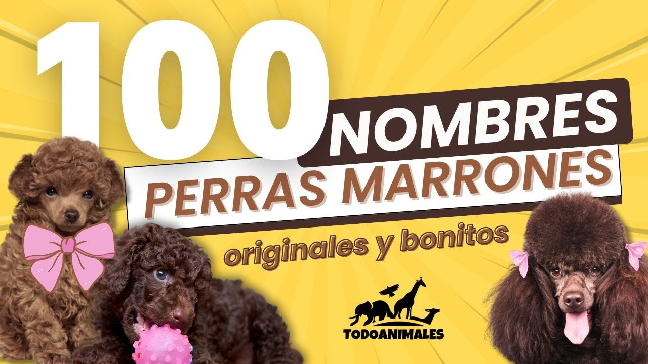 100 nombres para perras marrones 🐾🐕