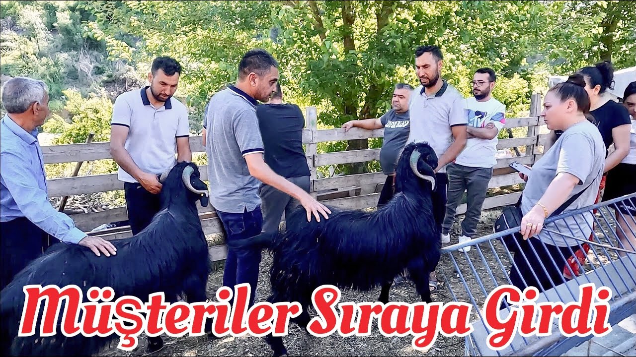 Kurbanlıklar Kapış Kapış Satılıyor !  2024 Kurbanlık Fiyatları