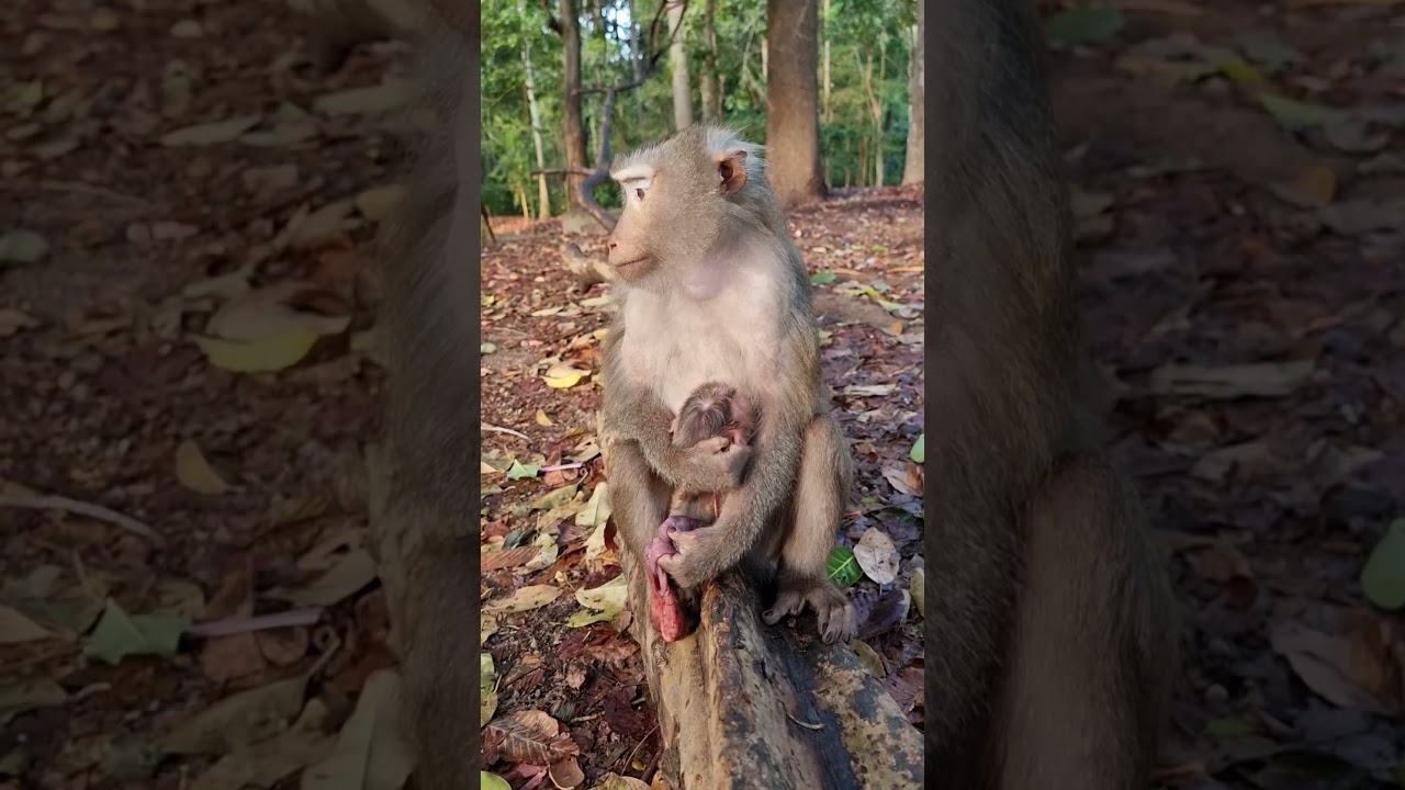 Lovely baby monkey & real mom to care #shorts