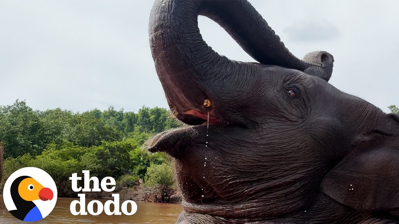 Baby Elephant Runs To Greet The Guy Who Saved Her And Her Mom | The Dodo