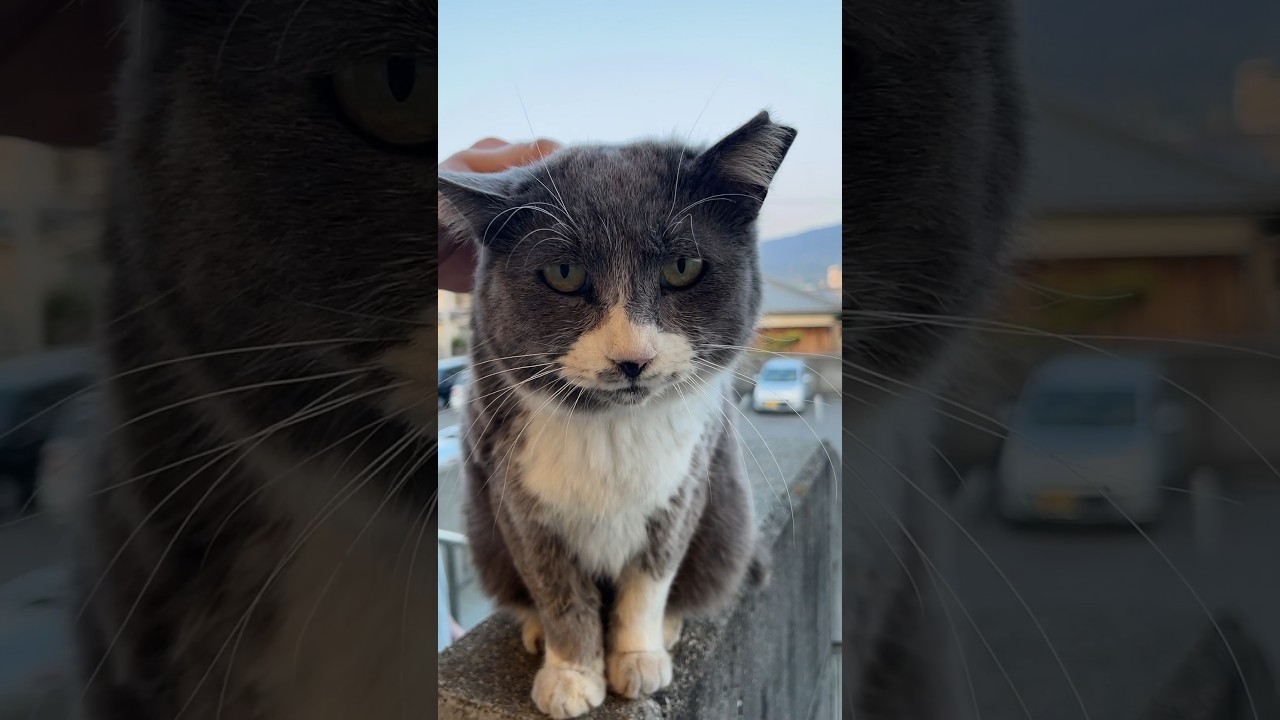 伊予灘が一望できる露天風呂。ご飯も美味しい！猫ちゃんも歓迎してくれる安くて最高の場所☺︎ #愛媛県　#松山市　#シーパの湯　#猫　#cat #温泉