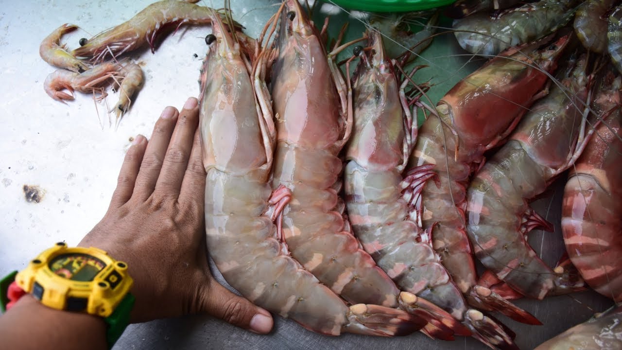 KOMPILASI UDANG HARIMAU MONSTER DI NEGERI KEDAH DAN PERLIS. MARATHON UDANG HARIMAU.