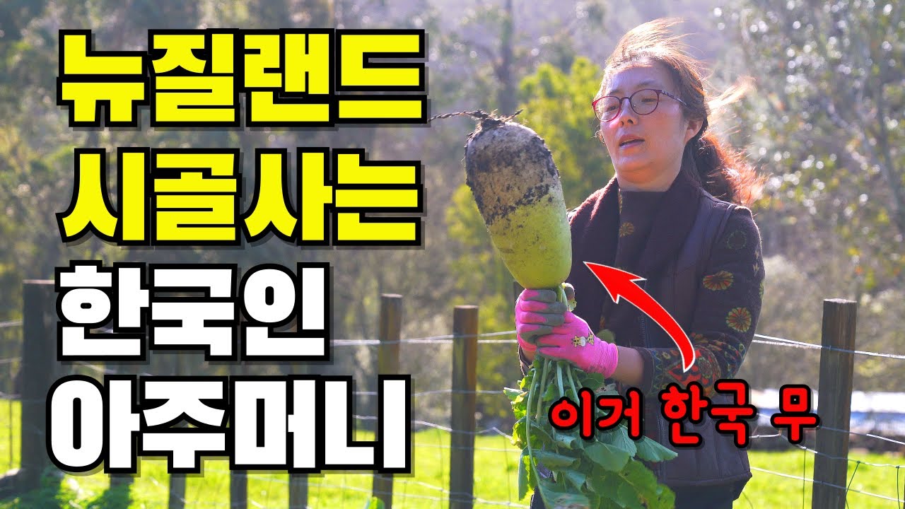 한국사람 1도 없는 뉴질랜드 오지 마을 일상