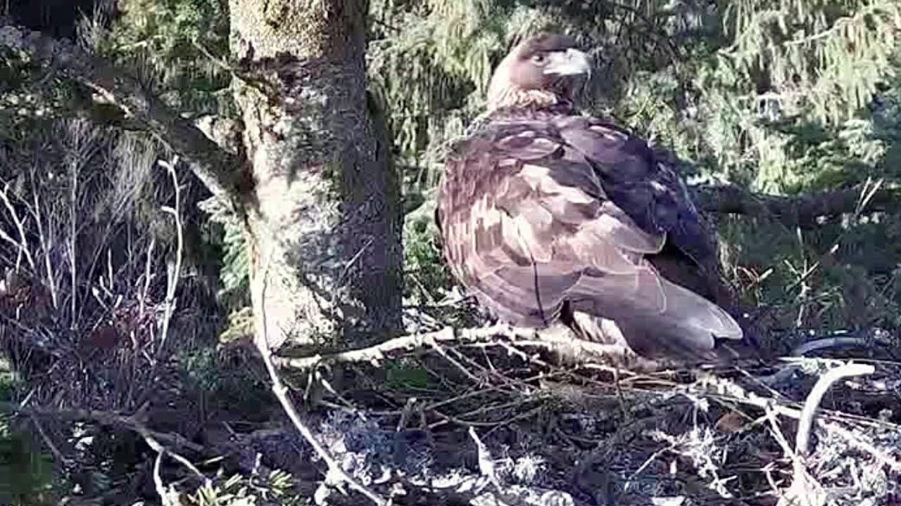 Wild Bucovina Golden Eagle ~Arrival with huge branch! Nest testing & calling~9:36 am 2023/01/19