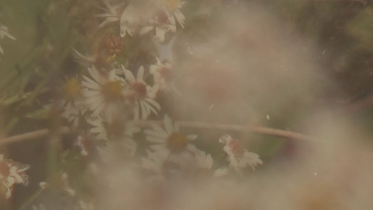 The Path to Nowhere ~ (1hr) Soothing Guitar Vibes ~ For Scenic Routes and Aimless Wanderers 🌬️🫧🍃✨