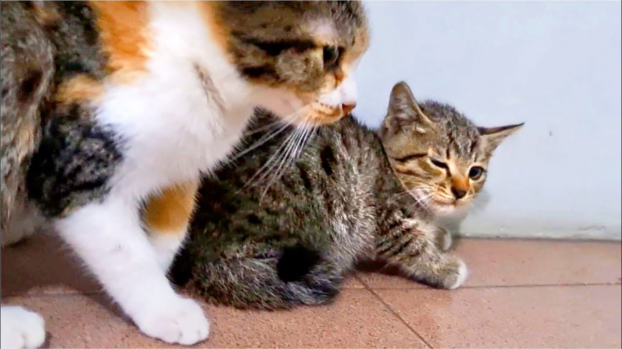 Angry Kittens Fighting Made Cat Angry & Slaps Kittens - Cats Meowing