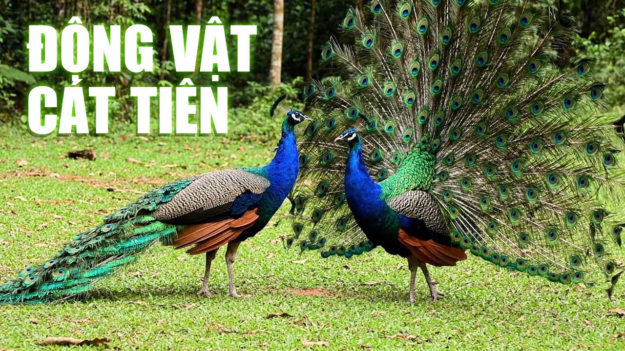 ĐỘNG VẬT HOANG DÃ Ở RỪNG QUỐC GIA CÁT TIÊN | Khám Phá Thiên Nhiên  Hoang Dã Việt Nam.