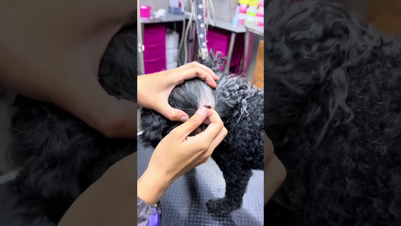Oggi pulizia con spiegazione delle orecchie di questa Barboncina bravissima! 😍 #lovelypetboutique🐾