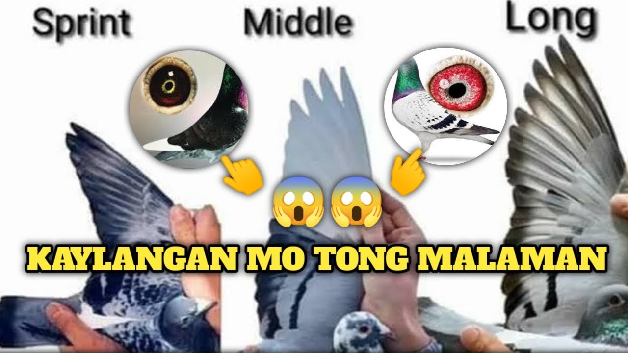 DAPAT ITONG MALAMAN NG MGA NEWBIE FANCIER ||