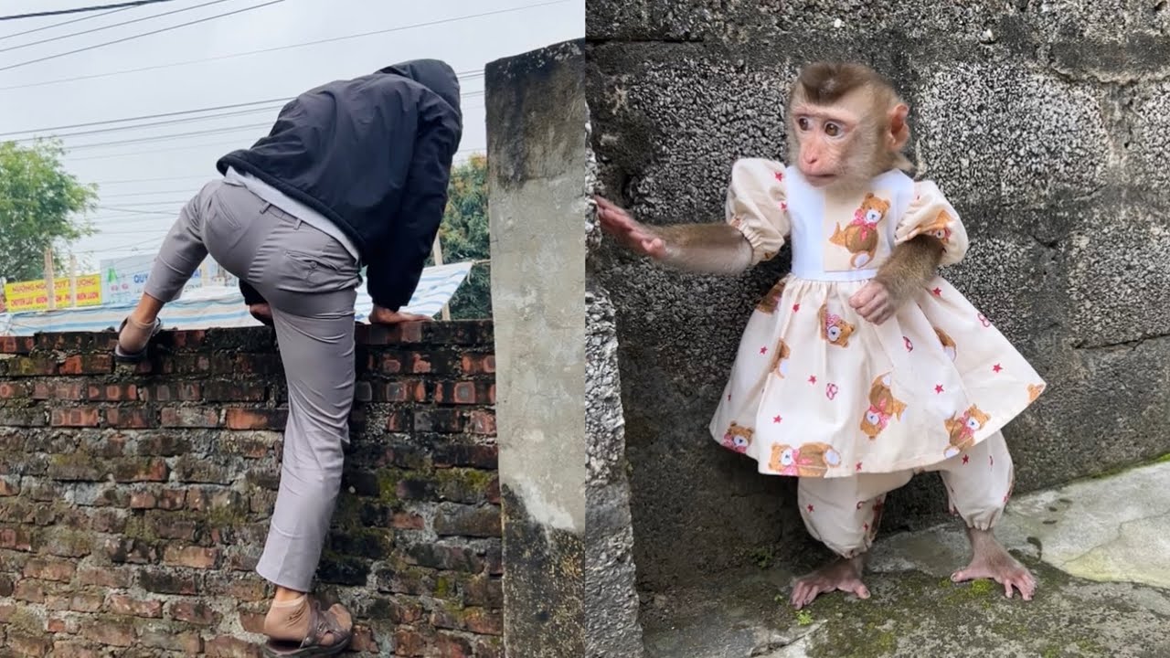 Monkey Tina didn't go out to play because she was afraid the thief would come back.