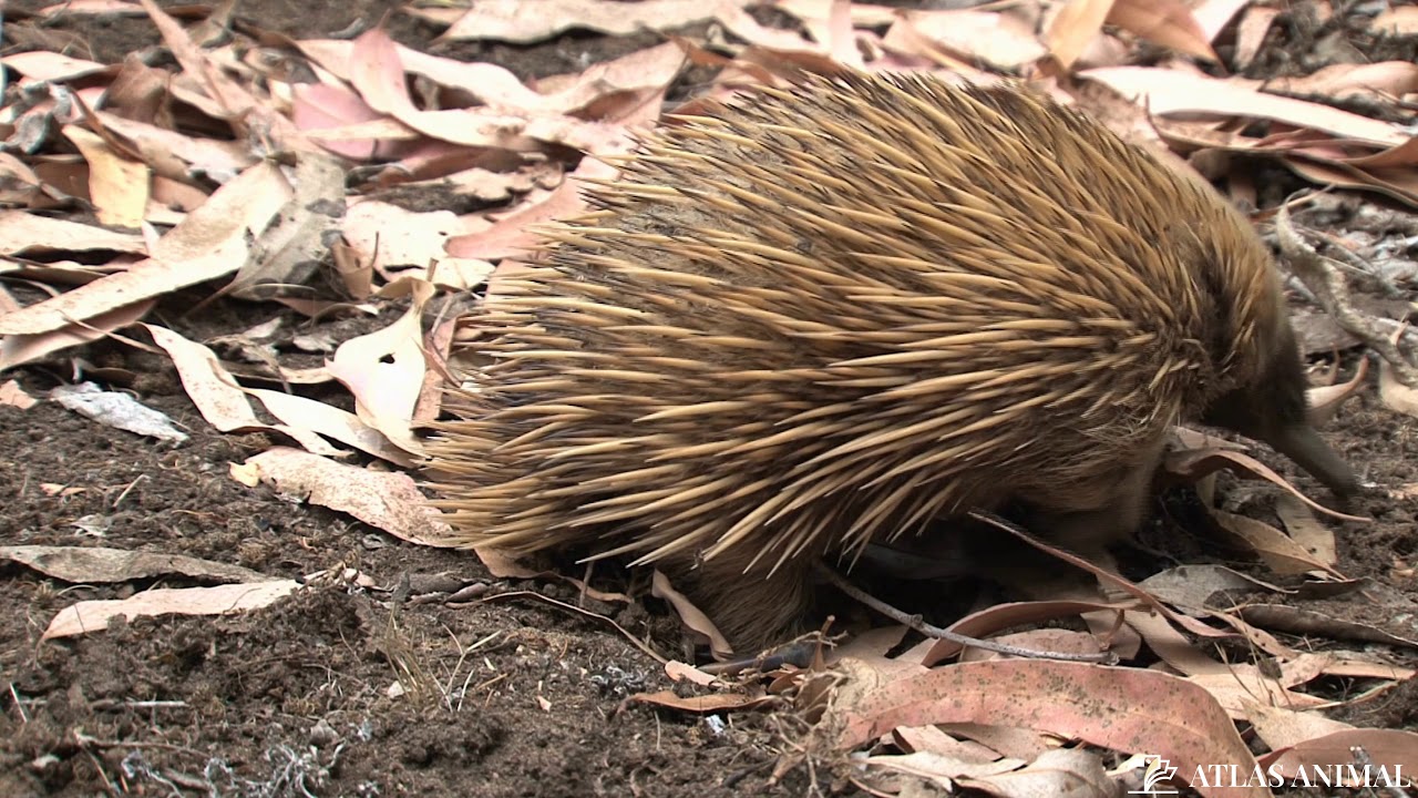Equidna 4k - Echidna 4K