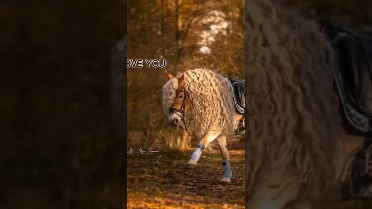 How to training horses to ride , part 27