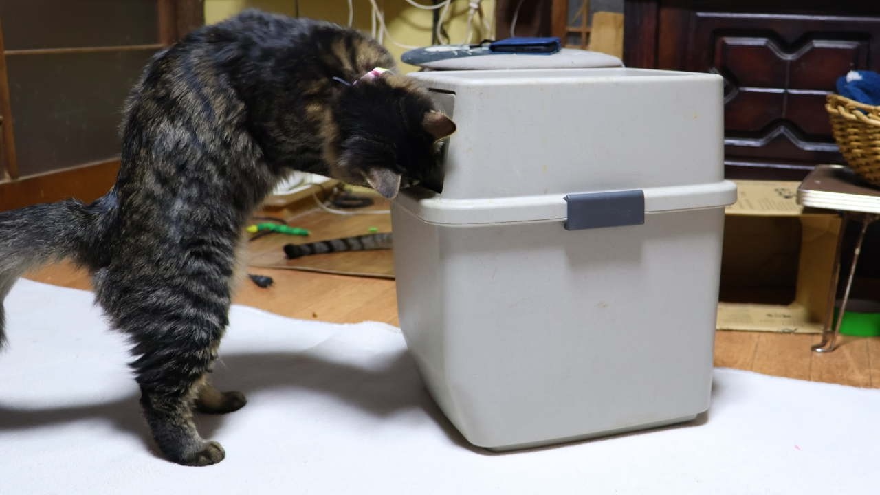 ゴミ箱とねこ　 trash can and cat　260224