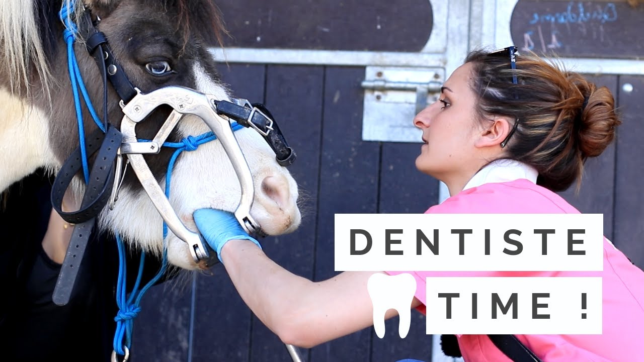 [SOINS] Dentiste équin : Quand ? Quoi ? Comment ? 😬