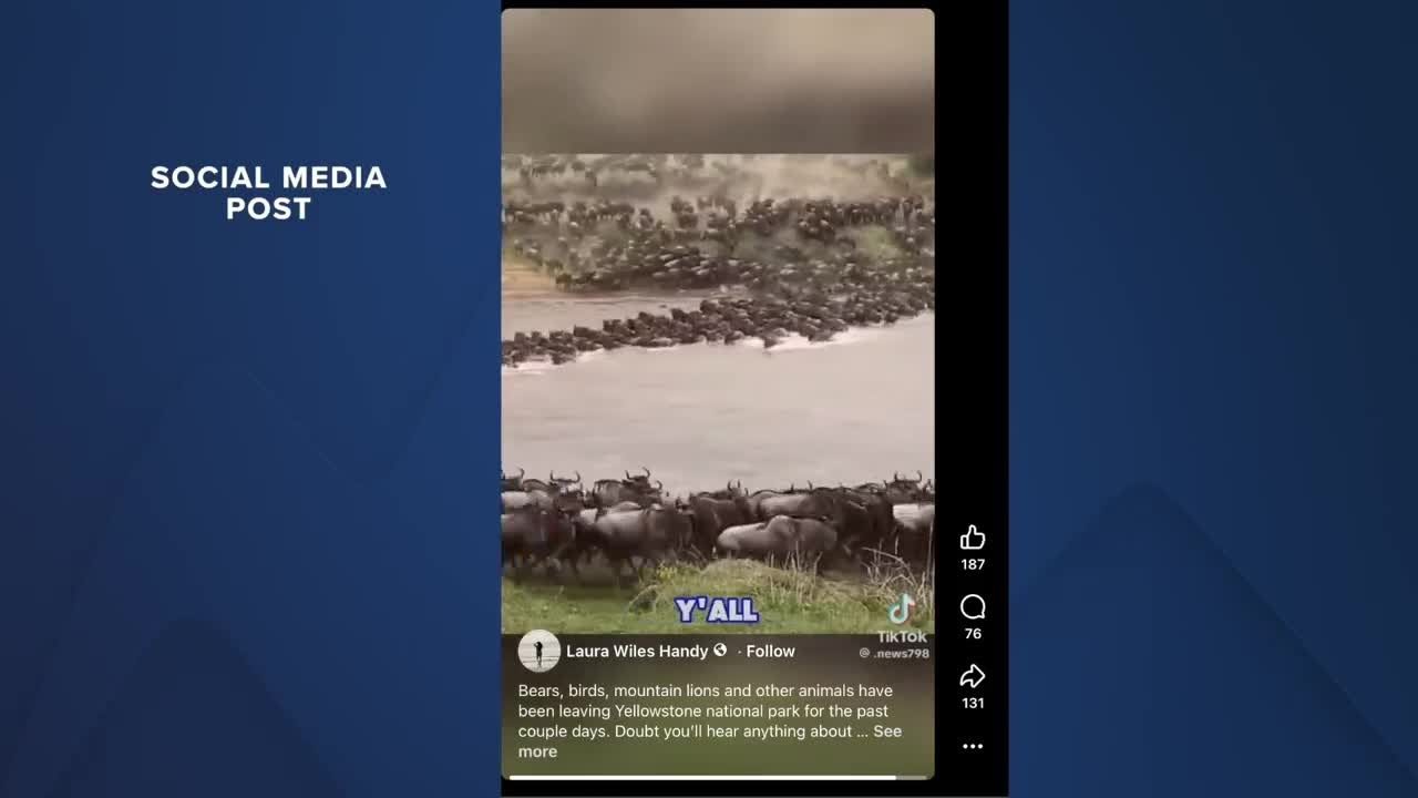Viral videos claim animals are fleeing Yellowstone ahead of eruption, but experts say it's not true