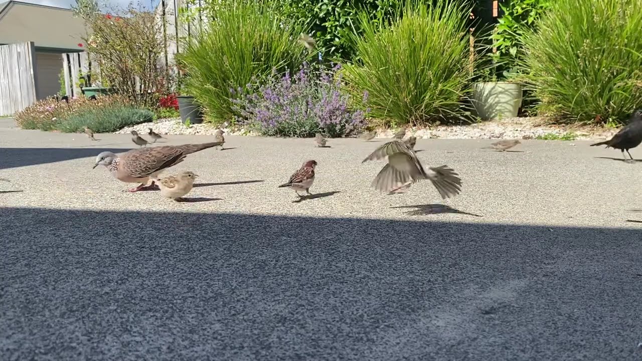 Vlog # 192…Birds feeding 1st Jan 2025