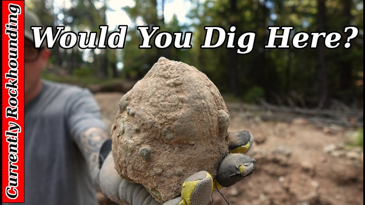 White Fir Thunderegg Beds // Agate Filled Eggs in the Ochocos!