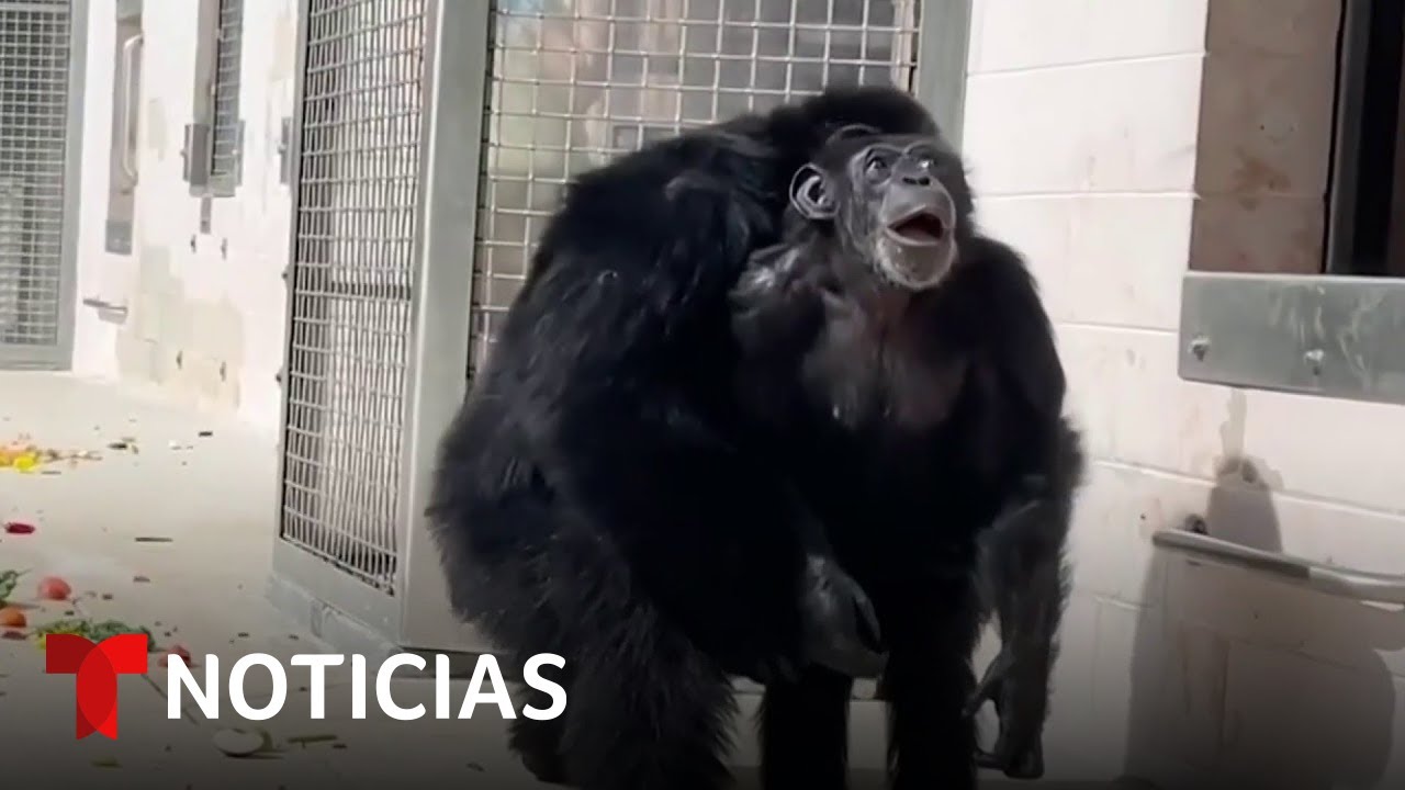 En video: Una chimpancé mira por primera vez el cielo | Noticias Telemundo