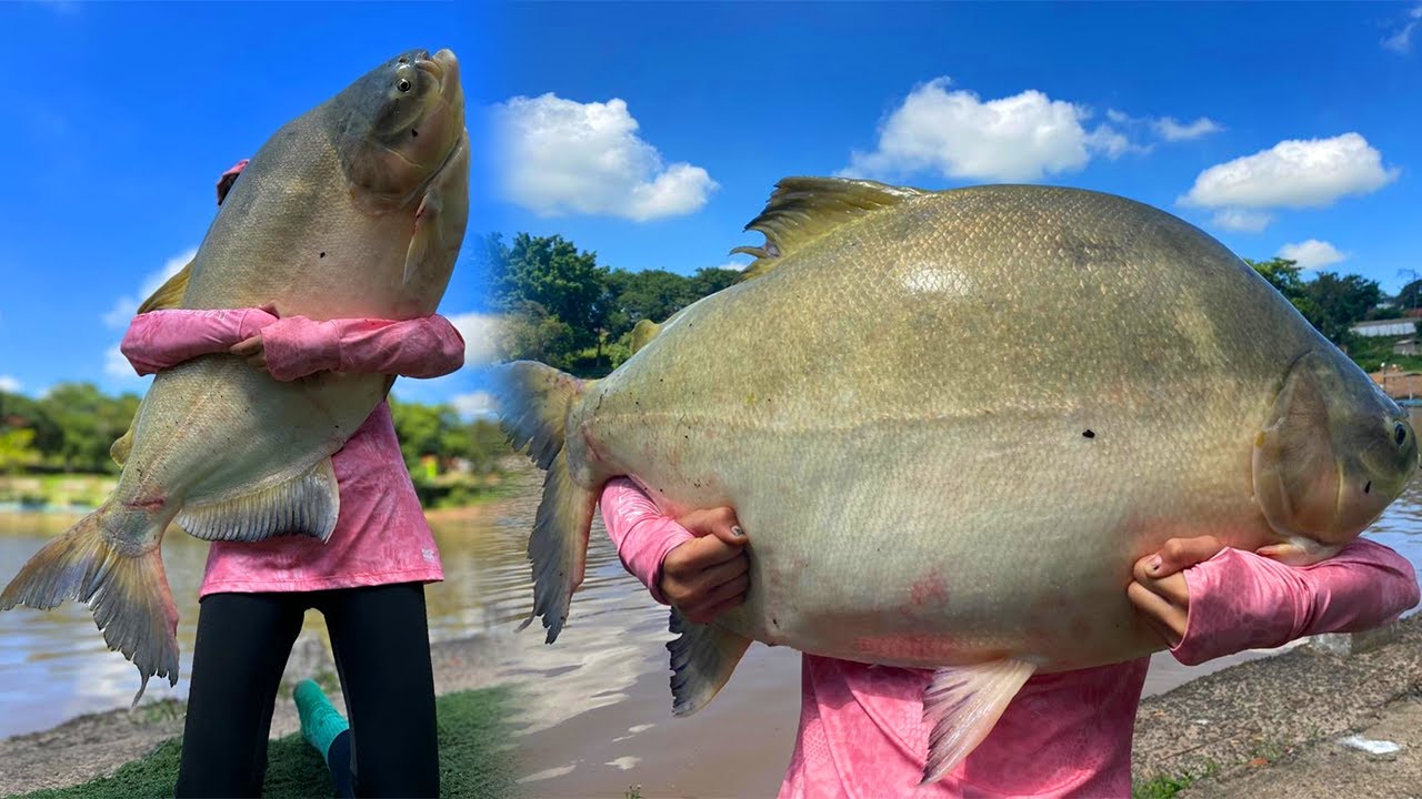 TAMBAQUIS, TAMBACUS IMENSOS E PIRARARAS / MUITO PEIXE NO RECANTO DE PIRACICABA