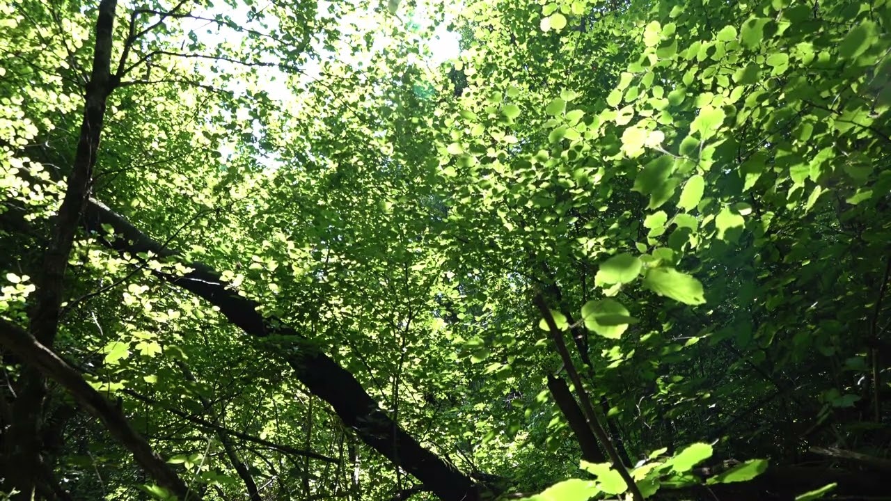 SUONI REALI DEL SOTTOBOSCO