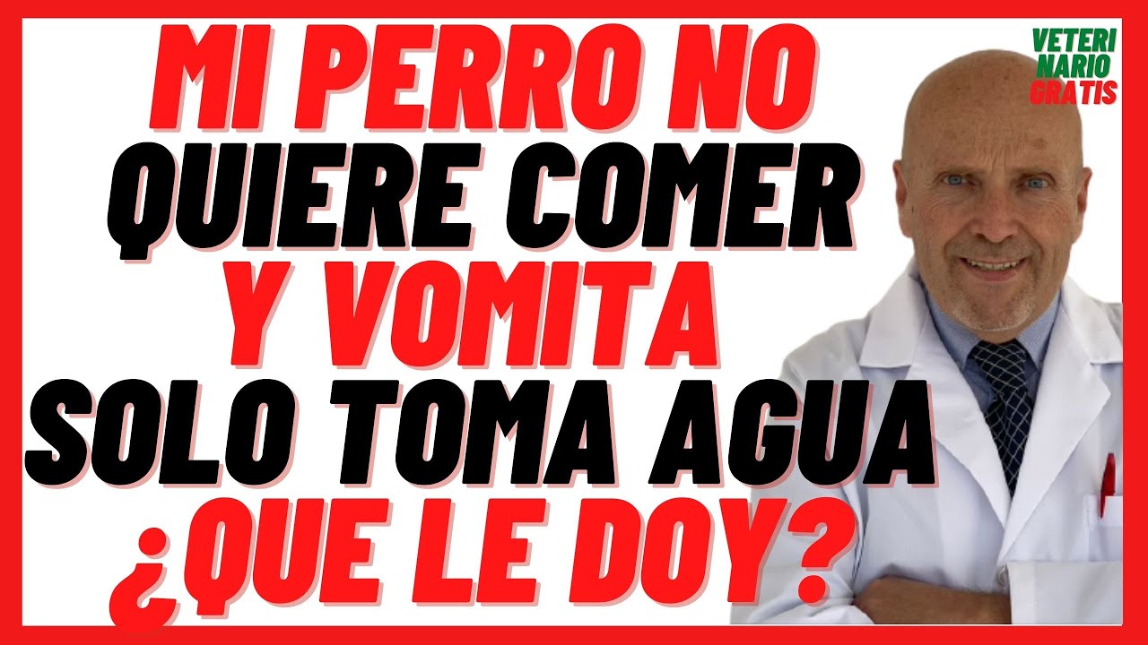Porque Mi Perro NO Quiere COMER y VOMITA Solo Toma Agua 🟢 Está Triste y Decaído 🟢¿Qué le puedo dar?