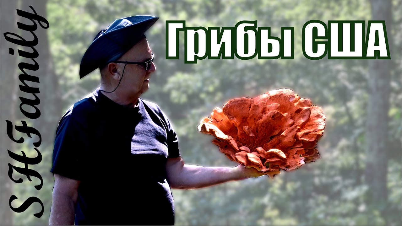 Грибы в США. Законно ли собирать? Какие грибы едят в Америке? Грибная охота в США.