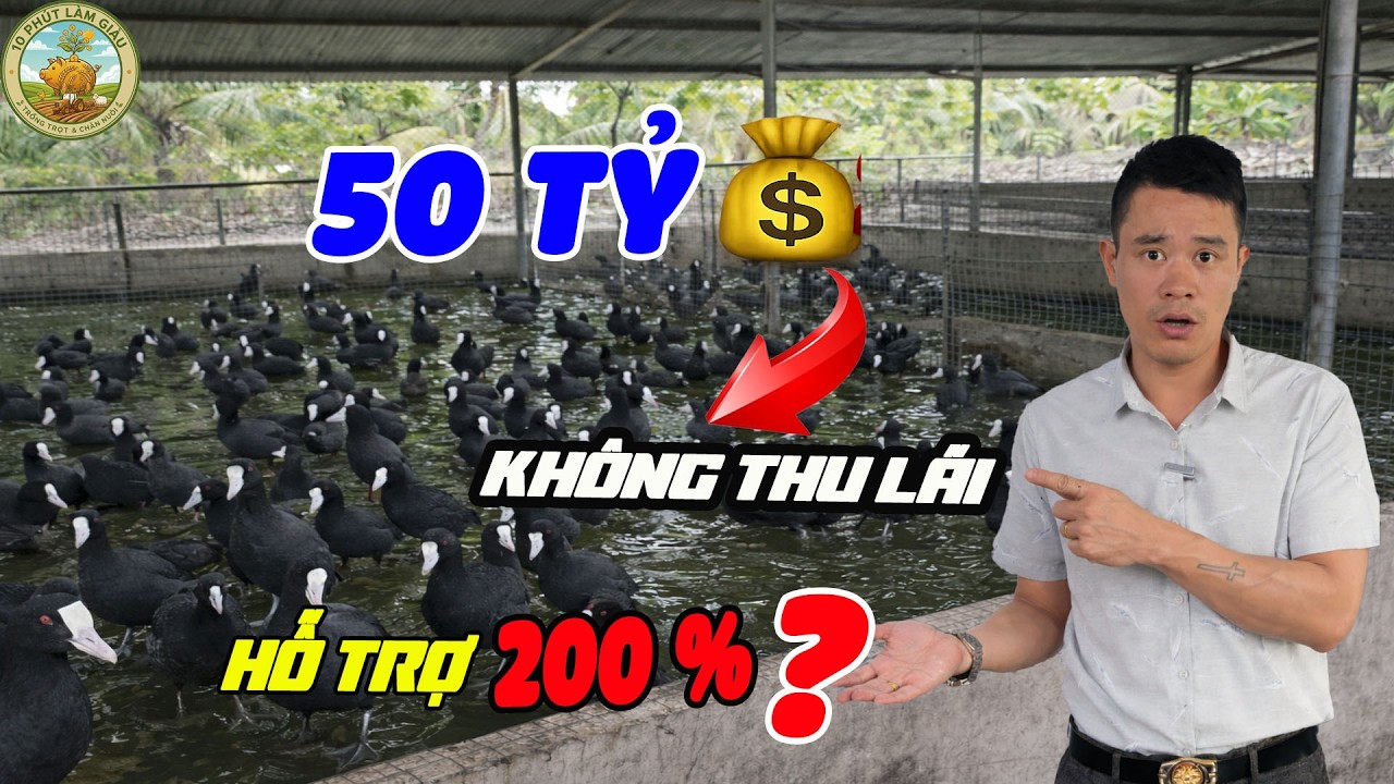50 TỶ KHÔNG LÃI? ĐỐI ỨNG 200% :  NUÔI CHIM SÂM CẦM PHÁP LÃI 50 TRIỆU/NĂM?|10 PHÚT LÀM GIÀU
