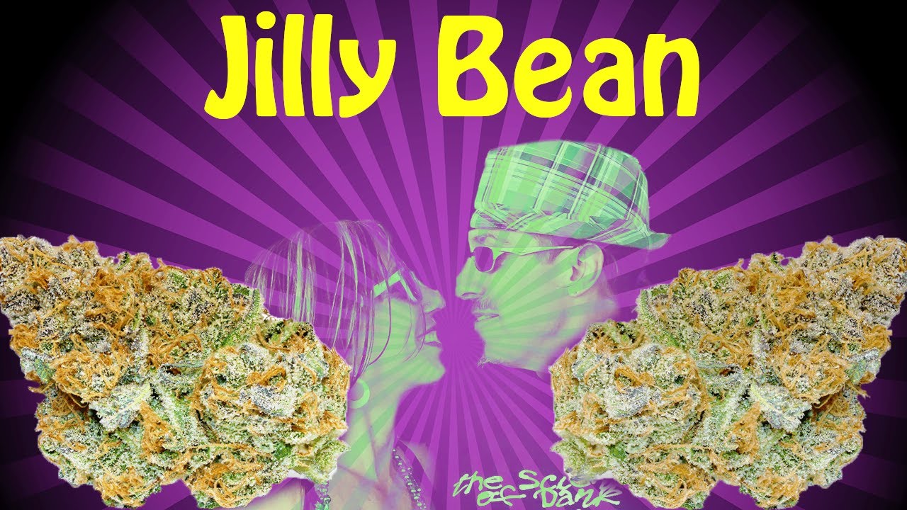 Jilly Bean Strain Review