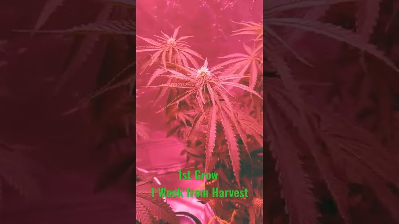 Jack Herer 1st attempt #medicineman