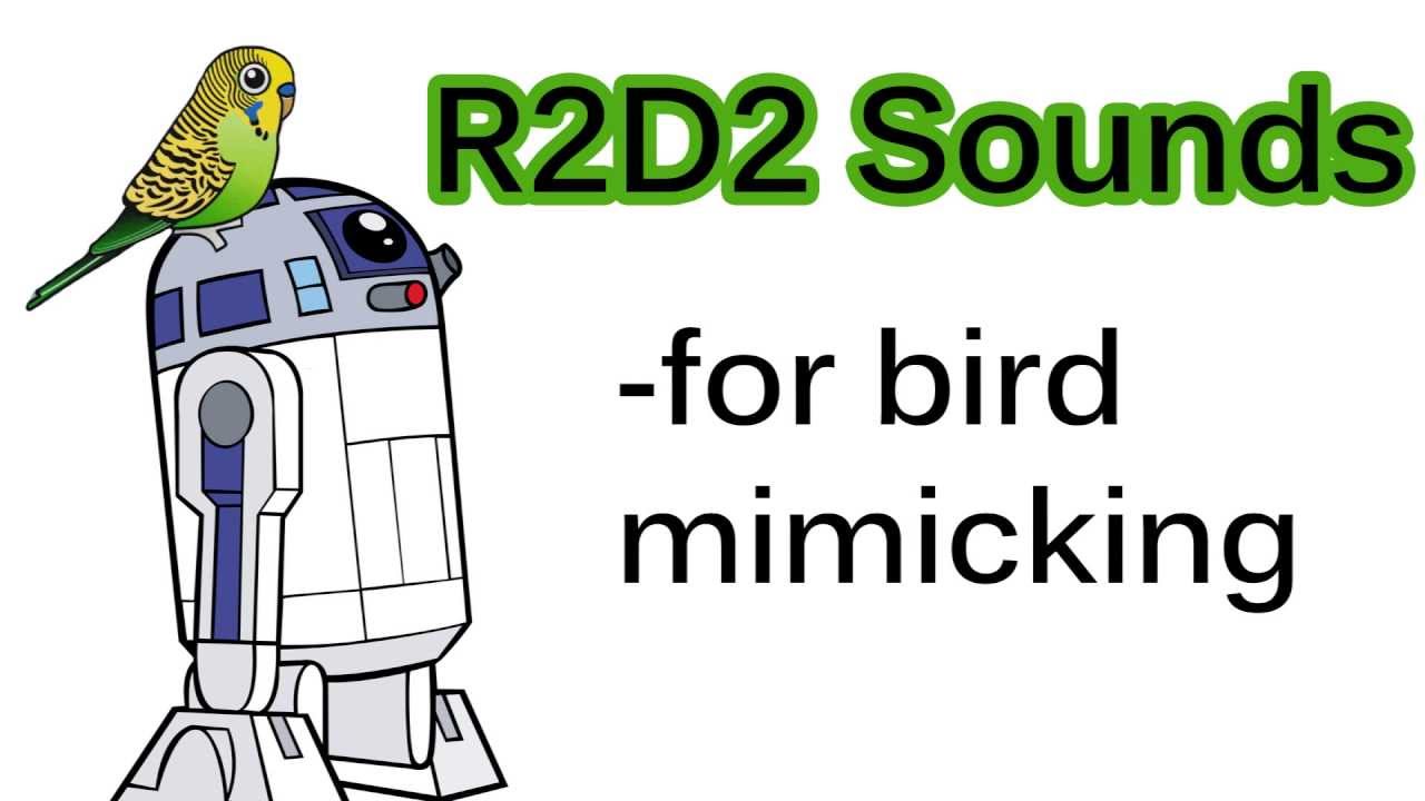 R2D2 Sounds for bird mimicking