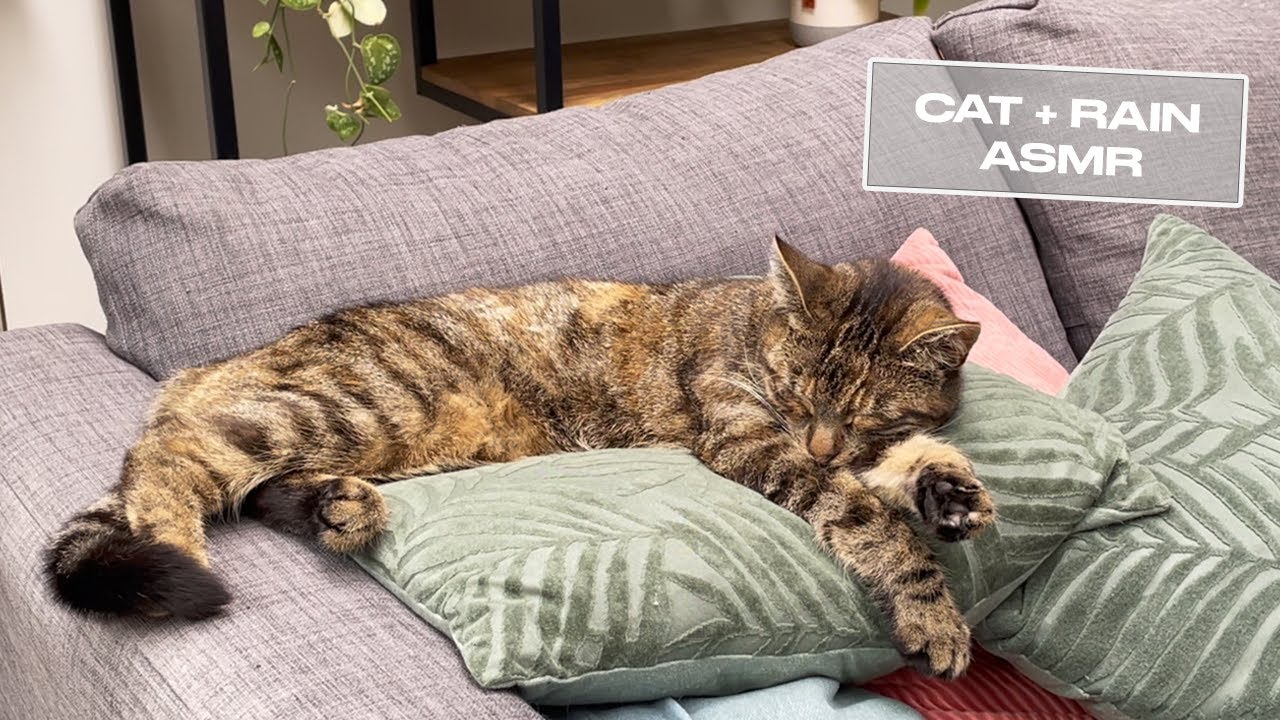 Relaxing Rain Sounds & Cat Grooming + Purring | Cat Falling Asleep on a Rainy Day 💤 (Sleep ASMR 🎧)
