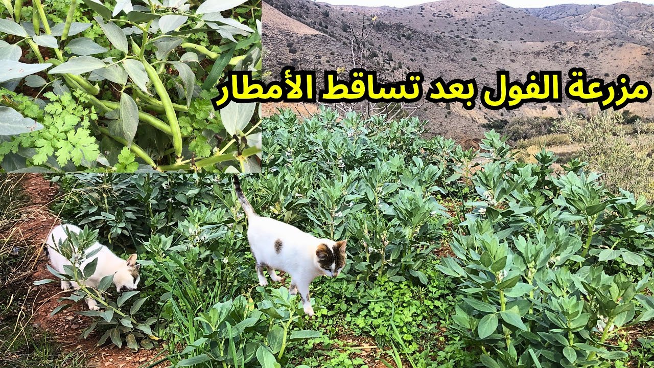 الاجواء القرية في مزرعة الفول بعد تساقط الأمطار وحمول الواد وخيرات الله هنا... الحمد لله #الحسيمة 