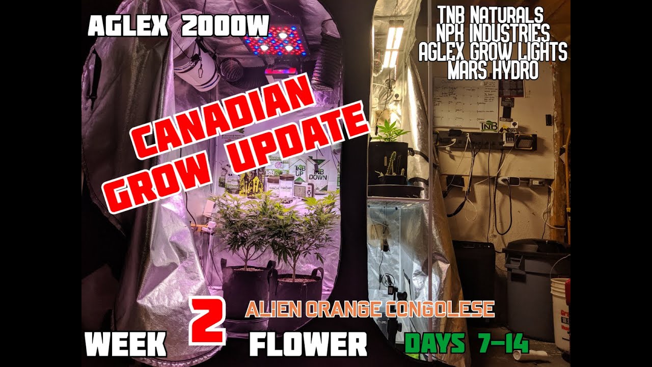 Aglex 2000W Grow || Week 2 Flower ( Days 7-14) Alien Orange Congolese #Obsoul33t