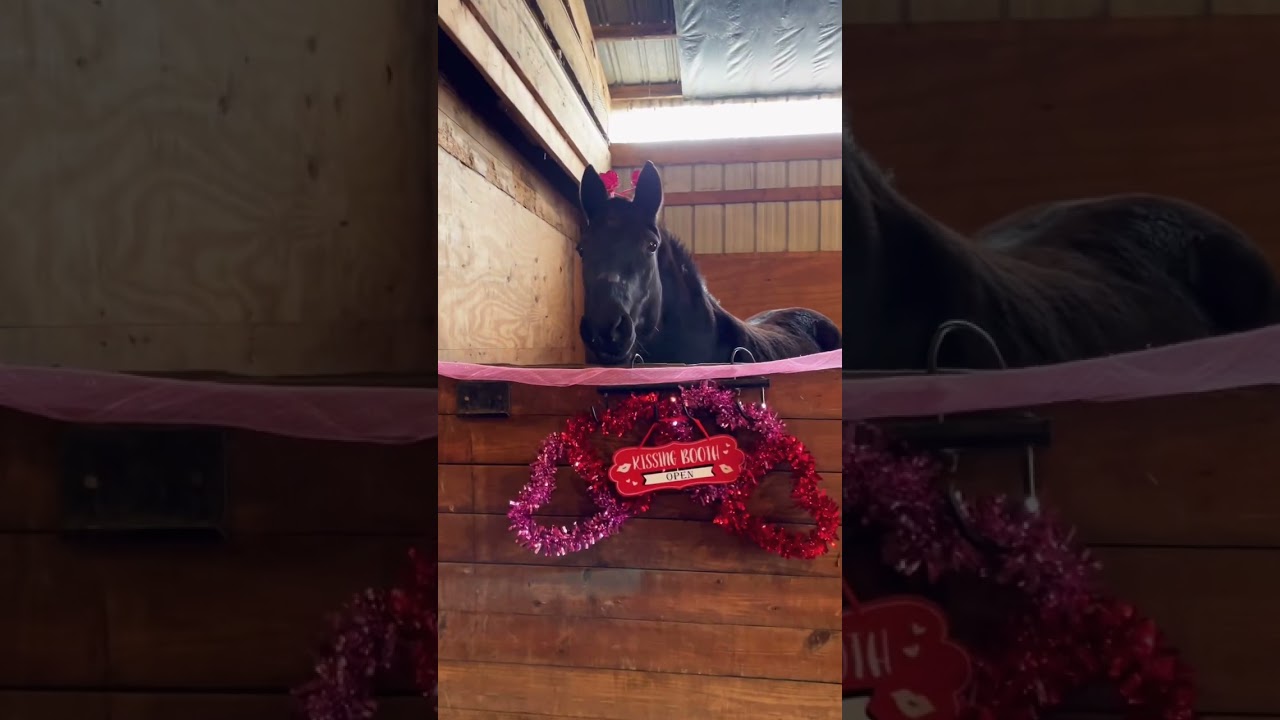 They Threw This Mare Away But She Then Transformed! 💎🐴 #horselover #auction #transformation