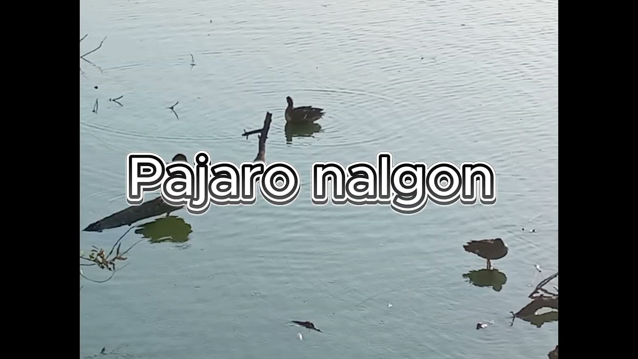 Pajaro nalgon (El cantautor de cuautitl&aacute;n y sus alrrededores)